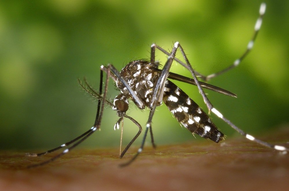 Tout savoir sur les moustiques - Parasidose