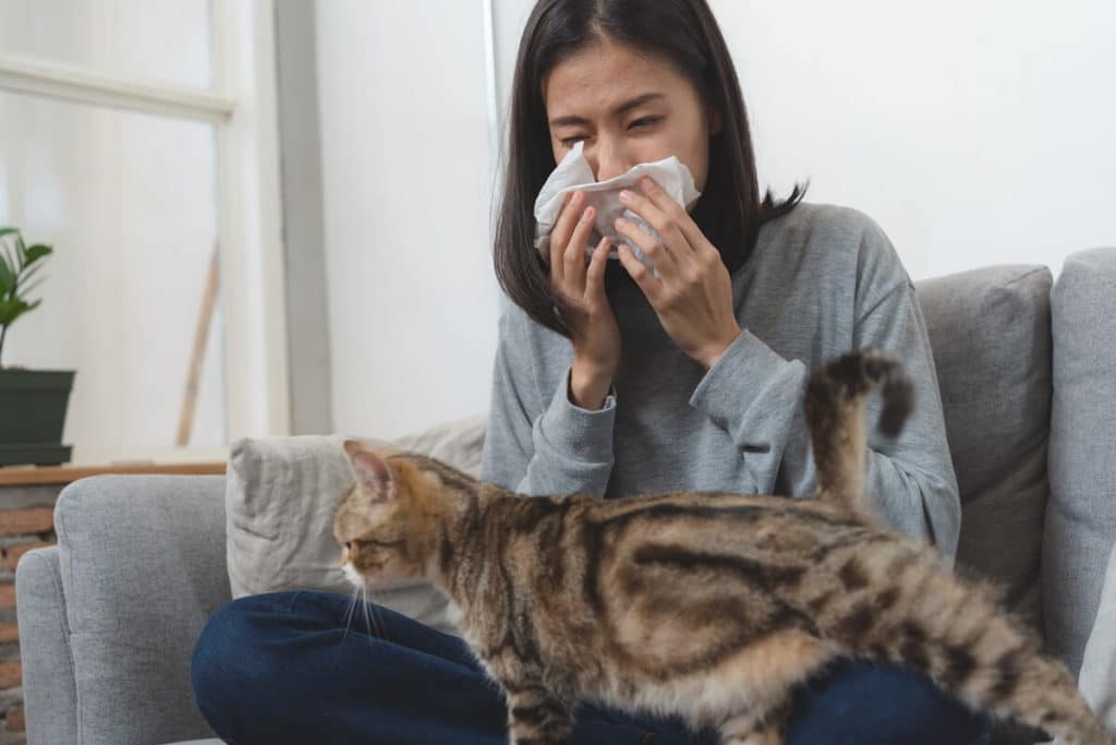 allergique aux chats